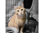 Adopt Jynx a Domestic Short Hair