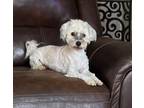 Adopt Andy a Havanese