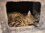 Adopt Mulder and Scully a Tabby, Extra-Toes Cat / Hemingway Polydactyl