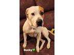 Adopt Bucky a Pit Bull Terrier