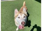 Adopt ESQUIRE a Siberian Husky, Mixed Breed