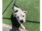 Adopt FRITO LAY a American Staffordshire Terrier, Mixed Breed