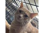 Adopt Breeze a Manx, American Shorthair