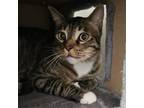 Adopt Kobe (Queso) a Domestic Short Hair