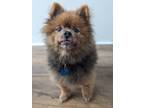 Adopt Teddy Bear a Pomeranian