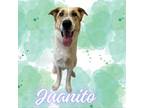 Adopt Juanito a Anatolian Shepherd, Mixed Breed