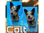Adopt Colt a Australian Cattle Dog / Blue Heeler