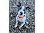 Adopt Specs a Pit Bull Terrier