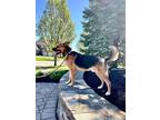 Adopt Fillmore a German Shepherd Dog, Foxhound