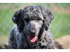 Adopt Valen a Standard Poodle, Old English Sheepdog