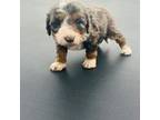 Mutt Puppy for sale in Kaufman, TX, USA
