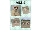 Adopt Willis a Beagle