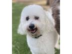 Adopt Andy a Bichon Frise