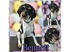 Adopt Bennett a Poodle