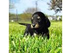 Dachshund Puppy for sale in Princeton, MO, USA