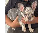 French Bulldog Puppy for sale in New Port Richey, FL, USA