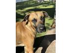 Adopt Hugo Boss a Black Mouth Cur