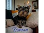 Yorkshire Terrier Puppy for sale in Columbia City, IN, USA