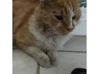 Adopt Gavin a Domestic Short Hair, Domestic Long Hair