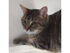 Adopt Caspurr a Domestic Short Hair