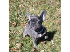 French Bulldog Puppy for sale in Middletown, DE, USA