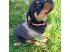 Rottweiler Puppy for sale in Olympia, WA, USA