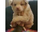 Australian Shepherd Puppy for sale in Whitestone, NY, USA