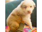 Australian Shepherd Puppy for sale in Whitestone, NY, USA