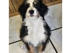 Mutt Puppy for sale in Henderson, CO, USA