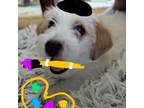 Parson Russell Terrier Puppy for sale in Santa Barbara, CA, USA
