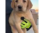 Labrador Retriever Puppy for sale in Saint Paul, MN, USA