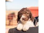 Labradoodle Puppy for sale in Siloam Springs, AR, USA