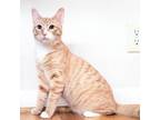 Adopt Hobbes a Domestic Short Hair, American Shorthair