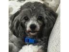 Adopt Toby McFly a Poodle