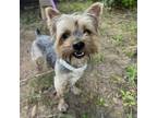 Adopt J. Fred a Yorkshire Terrier
