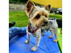 Adopt J. Fred a Yorkshire Terrier