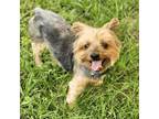 Adopt Masson a Yorkshire Terrier