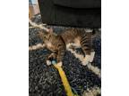 Adopt TITUS *adoption fee sponsored* a Tabby