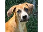 Adopt Buster Brown a Boxer