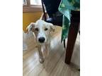 Adopt Odi a Border Collie