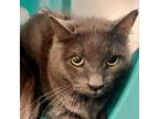 Adopt Tootie a Domestic Short Hair