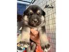 Adopt Jasper a Siberian Husky, Shepherd