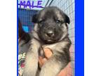 Adopt Jace a Siberian Husky, Mixed Breed