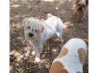Adopt CORBIN a Bichon Frise, West Highland White Terrier / Westie