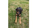 Adopt Lincoln a Doberman Pinscher, German Shepherd Dog