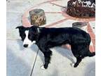 Adopt Miles a Border Collie