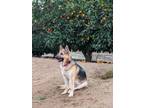 Adopt Arrow a German Shepherd Dog, Husky