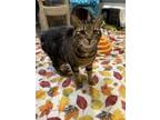 Adopt Herbert a Domestic Short Hair