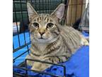 Adopt Babe a Domestic Short Hair