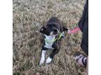 Adopt SPUNKY a Mixed Breed